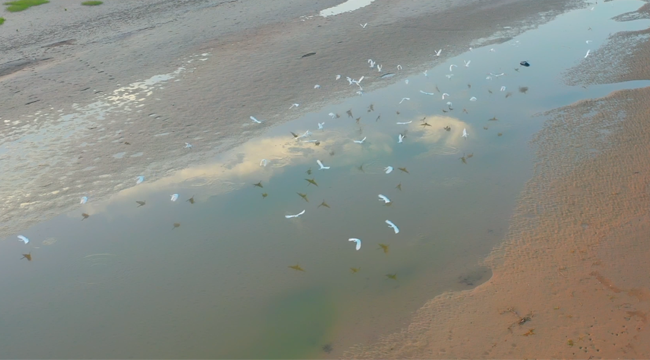 陕西大荔：黄河滩上的夏日候鸟