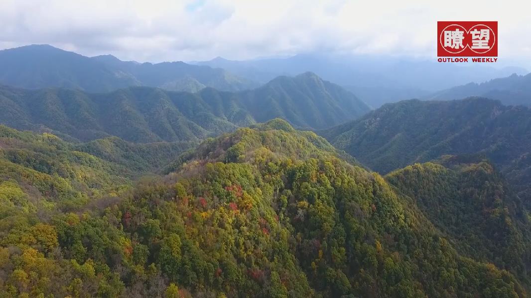 瞭望丨让秦岭青山常在